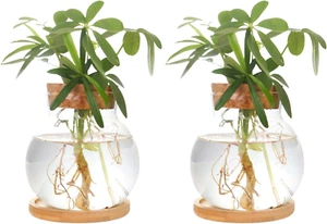 Plant Propagation Station,Hydroponic Glass Container Vase Jars, with Wooden Sauc - Picture 1 of 12