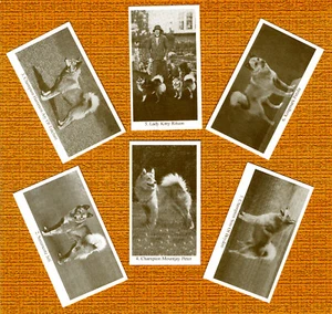FINNISH SPITZ SET OF SIX NAMED DOG COLLECTABLE TRADE CARDS GREAT GIFT - Picture 1 of 1