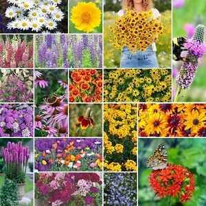 Eden Brothers All Perennial Wildflower Mixed Seeds for Planting, 1/4 lb, - Picture 1 of 6