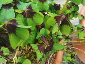 @ (◕‿◕)\\@ Oxalis " Iron Cross " Glücksklee Liefertermin - Bild 1 von 5