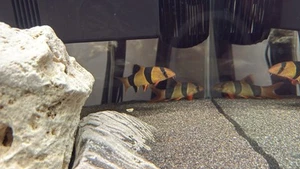 Clown Plec - Picture 1 of 2