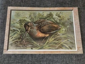 Antique 1904 Woodcock Lithograph Card Sign Gustav Muss Arnott 11" x 7 3/8" - Picture 1 of 5