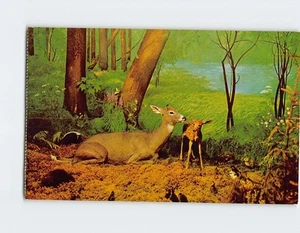 Postkarte Bambi Saskatchewan Museum of Natural History Kanada - Bild 1 von 2