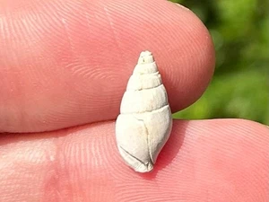 Polonia gastropode fossile Columbella semicaudata Miocene Columbellidae Shell - Foto 1 di 6