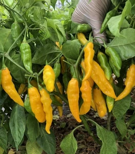 Yellow Fatalii Chilli 60 Seeds – Superhot African Variety – Aussie Grown - Picture 1 of 1