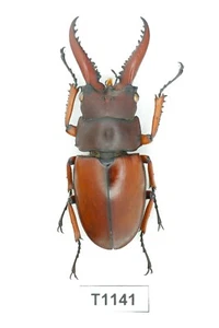BEETLE, INSECT - T1141. Lucanidae: Prosopocoilus astacoides fraternus- VIETNAM - Picture 1 of 3
