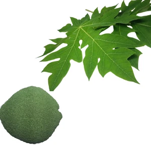 Getrocknete Papayablätter Pulver (Carica Papaya) Bio rein natürlich Premium Qualität - Bild 1 von 10