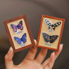 Miniatur Vintage gerahmte Fotos Schmetterling Exemplar Hanging Wandbilderrahmen 