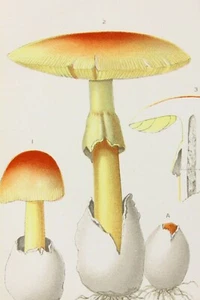 Antique Chromolithograph Print Amanita Caesarea Mushroom Kitchen Decor Art  - Picture 1 of 2