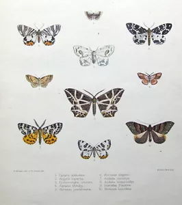 MOTTEN- & SCHMETTERLINGSDRUCKE, MINTERN Ephyra, Abraxas usw. Handfarbe Antikdruck 1878 - Bild 1 von 1