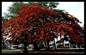 Postal Royal Poincianas in Bloom, Miami, FL - Imagen 1 de 2