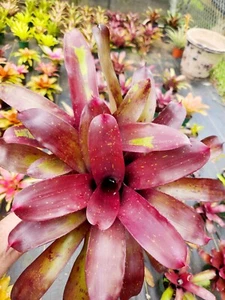 Bromeliad Purple Rain Neoregelia Exotic - Picture 1 of 3
