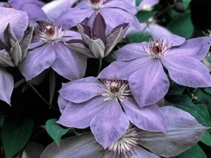 Clematis 'Elsa Spath' AGM - Picture 1 of 1