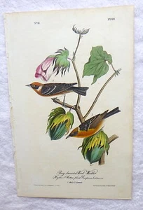 Audubon 1st ed Octavo BAY BREASTED WOOD WARBLER Birds of America 1840 original - Picture 1 of 7