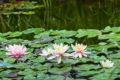 10 Hardy Water Lily Live Plants Pink and White Mix - Image 1 of 4