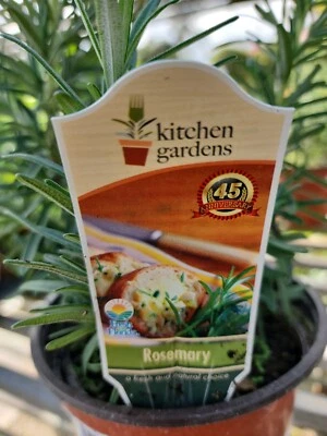 Medium sz. Rosemary  Plant, Live Shipped  bare root, Herb Garden apprx 4-5" tall - Image 1 of 4