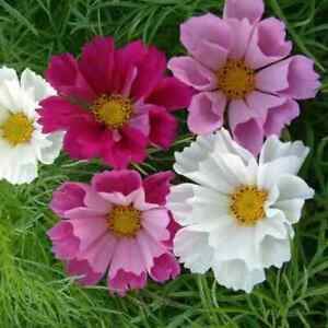 Seashells Cosmos Seeds | Non-Gmo | Free Shipping | Seed Store | 1223