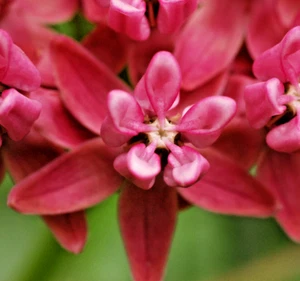 200 ASCLEPIAS PURPURASCENS Seeds (Purple Milkweed) EXOTIC Butterfly Plant Flower - Picture 1 of 3
