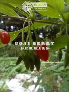 Goji Berry Plant - Lycium barbarum - Wolfberry - 2 to 4 inches - Matrimony Vine - Picture 1 of 11