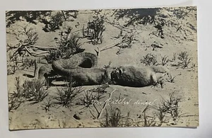 RPPC Mr. Rattler Dines Rattlesnake eating Rabbit Photo Postcard - Picture 1 of 2