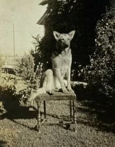Dog Sitting On Chair In Yard B&W Photograph 2.5 x 3.5 - Picture 1 of 3