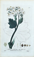 CRAMBE MARITIMA  Baxter Antique Engraved Vintage Botanical  Flower Print 1834
