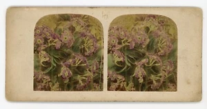 Viktorianische handgetönte Stereoview 1800er lila Blumen mit geprägter Adlermarke - Bild 1 von 2