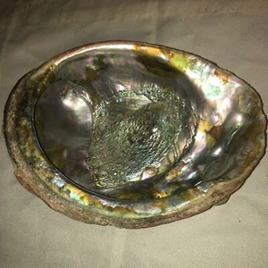 RARE Real Seashell Large Abalone Dish Natural Sea Cave Sea Shell  8” x 6” - Picture 1 of 9