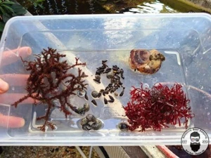 Mystery Algae, Oyster, and 25 Snail Pack Cerith Nerite Marine Macro Saltwater - Picture 1 of 1