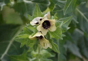Hyoscyamus Albus (White Henbane) 50 seeds - Picture 1 of 1