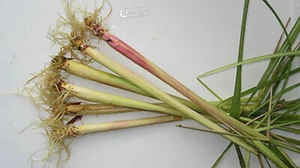 Lemongrass- 10 Rooted Plants- Cymbopogon citratus- Organic, Cây Xã, Florida - Picture 1 of 2