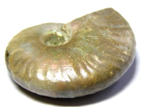 IRISIERENDER AMMONIT FOSSIL - 4,2 x 3,4 cm 19,56 gms #A - Bild 1 von 4