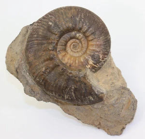 Ammonit, Proplanulites sp., Jura, Callov, Porta-Westfalica, Deutschland -i606 - Picture 1 of 6