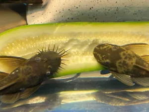 GREEN DRAGON Bristlenose Pleco JUVENILE PAIR - 2 Different Bloodlines! LF Genes! - Picture 1 of 8
