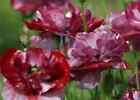 Papaver Rhoeas 'pandora'  - 500 Seeds - Dazzling Form Of Common Poppy