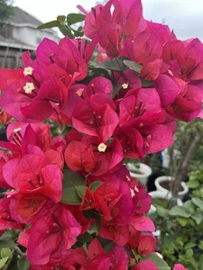 Beautiful Red/hot Pink Bougainvillea fresh 3 pc cutting - Picture 1 of 9