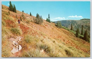 Postkarte Lolo Indian Trail Montana MT - Bild 1 von 2