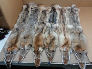 Tanned XL Damage Coyote Hide/Furs/Taxidermy/Crafts - Picture 1 of 5