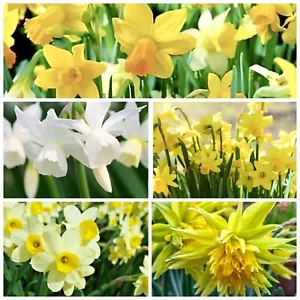 Daffodil bulbs 40 mixed 🌱Narcissus flowering garden plants flowers perennials🌱 - Picture 1 of 12