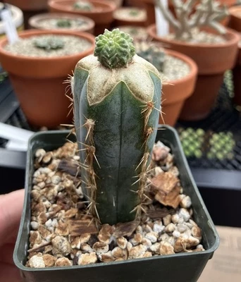 Ariocarpus Aztek Ritterii Graft - Image 1 of 3