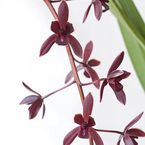 RFO Cymbidium Udaigiri - Picture 1 of 2