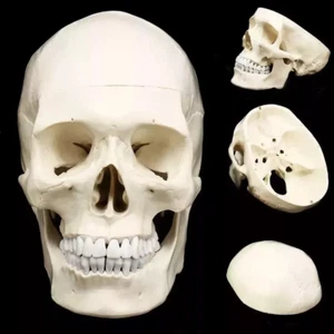 Mini Skull Human Anatomical Anatomy Head Model Convenient Medical Teaching PVC - Picture 1 of 8