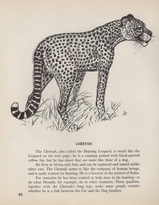 Guepardo "Caza" - PERSONALIZADO MATE - Impresión de arte animal vintage - 1953 Diana Thorne Foto 1 de 3