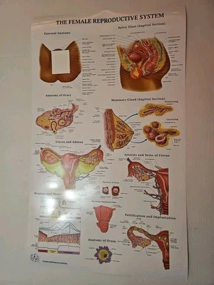 The Female Reproductive System - 2 Sided Anatomy Poster 29.5" x 17.5" In.  - Image 1 of 4