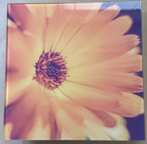 Yellow Chrysanthemum Art Print Glass Print Poster Wall Art Home Decor 10 in sq - Picture 1 of 4