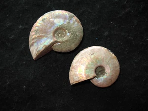Cretaceous Albian ammonite fossil Cleoniceras madagascariensis Madagascar #9 - Picture 1 of 5