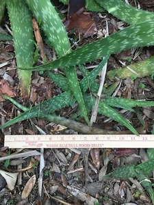 Medium Size (10-12") Aloe Maculata/Saponaria (Soap Aloe) Succulent - Picture 1 of 1