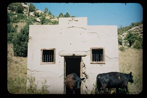1972 35 mm extensión color foto de vacas saliendo de montañas abandonadas edificios 1H - Imagen 1 de 1