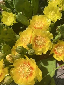 3 Cold Hardy Paddle Cactus Opuntia Humifusa ‘Inermis’ Unrooted Cactus Cuttings - Picture 1 of 4