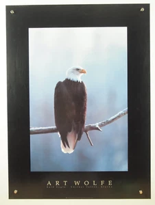 ART WOLFE Bald Eagle Chilkat Valley Alaska vintage color photograph poster 22x30 - Picture 1 of 10